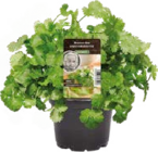 Aktuelle Pflanzen Angebote bei Globus-Baumarkt in Koblenz Aktuelles Gewürzkräuter Einstein Angebot bei Globus-Baumarkt in Koblenz ab 2,99 €