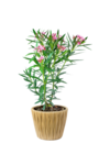 Laurier rose - Jardinerie Poullain à Versailles Laurier rose en promo chez Jardinerie Poullain Versailles à 6,99 €