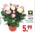 Rosen bei Marktkauf im Ibbenbüren Prospekt für 5,99 €