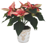 Poinsettia - GARDENLINE à 4,79 € dans le catalogue Aldi