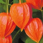 Promo Physalis Amour En Cage - Le pot de 9 x 9 cm à 3,79 € dans le catalogue Botanic à Annemasse