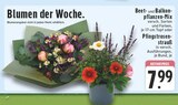 Beet- und Balkonpflanzen-Mix im Angebot bei EDEKA in Nordhorn Beet- und Balkonpflanzen-Mix Angebote bei EDEKA Nordhorn für 7,99 €