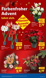 Blumen Angebot & Preis im aktuellen Lidl Prospekt Blumen Angebot im aktuellen Lidl Prospekt auf Seite 21