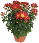 Chrysanthème americain unicolore 5 boutures à 7,99 € dans le catalogue Lidl
