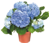 Promo Hortensia à 5,99 € dans le catalogue Aldi à Bellerive-sur-Allier