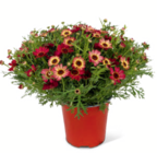 Margerite 'Grandaisy' bei toom Baumarkt im Tuttlingen Prospekt für 9,99 €