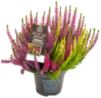 Herbstheide im Pottburri-Topf im Angebot bei Kaufland in Dessau-Roßlau Herbstheide im Pottburri-Topf Angebote bei Kaufland Dessau-Roßlau für 4,44 €
