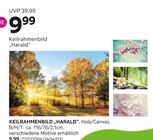 Keilrahmenbild „Harald“ im Angebot bei mömax in Völklingen Keilrahmenbild „Harald“ Angebote bei mömax Völklingen für 9,99 €