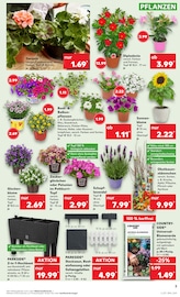 Aktueller Kaufland Prospekt mit Blumenerde, "KNÜLLER", Seite 18
