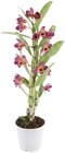 Orchidee Angebote bei Penny Pforzheim für 5,99 €