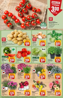 Tomaten im aktuellen REWE Prospekt (Braunschweig) Tomaten im REWE Prospekt "Dein Markt" mit 34 Seiten (Braunschweig)