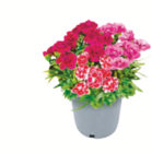 toom Baumarkt Merseburg - Trio-Gartennelke Angebot im Prospekt Trio-Gartennelke bei toom Baumarkt im Merseburg Prospekt für 4,99 €