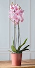 Orchidée Phalaenopsis 2 tiges en promo chez Super U Besançon à 10,99 €