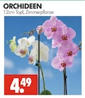Aktuelles Orchideen Angebot bei Wreesmann in Dresden ab 4,49 €