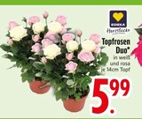 Topfrosen Duo im EDEKA Prospekt Topfrosen Duo von WONKA Herzstücke im aktuellen EDEKA Prospekt für 5,99 €