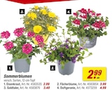 toom Baumarkt Fürstenfeldbruck - Sommerblumen Angebot im Prospekt Sommerblumen bei toom Baumarkt im Fürstenfeldbruck Prospekt für 2,99 €