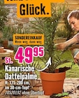 Kanarische Dattelpalme Angebote bei Hornbach Schwäbisch Gmünd für 49,95 €