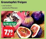 Granatapfel Angebote bei Thomas Philipps Solingen für 7,99 €