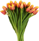 Großbund Tulpen Angebote bei Netto Marken-Discount Fellbach für 4,99 €