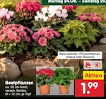 Netto Marken-Discount Großschönau - Beetpflanzen Angebot im Prospekt Beetpflanzen bei Netto Marken-Discount im Großschönau Prospekt für 1,99 €