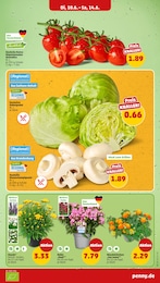 Champignons Angebot im aktuellen Penny Prospekt auf Seite 5