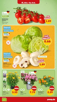 Blumen Angebot im Penny Prospekt, gültig von 10.06.2025 bis 15.06.2025 Blumen Angebot im aktuellen Penny Prospekt auf Seite 5