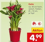 Calla  im aktuellen Netto Marken-Discount Prospekt für 4,99 €