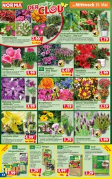 Blumen Angebot im aktuellen Norma Prospekt auf Seite 12