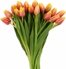 Großbund Tulpen Angebote bei Netto Marken-Discount Herten für 4,99 €