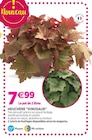 Delbard Aubevoye - Promo Heuchère “Dinosaur” Promo Heuchère “Dinosaur” à 7,99 € dans le catalogue Delbard à Aubevoye