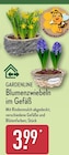 Blumenzwiebeln im Gefäß Angebote von GARDENLINE bei ALDI Nord Lehrte für 3,99 €