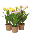 Freesien Angebote bei Netto mit dem Scottie Potsdam für 5,99 €