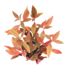 3+1 offerte sur une sélection de plantes aquatiques dans le catalogue Maxi Zoo