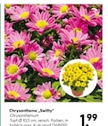 BayWa Bau- und Gartenmärkte - Chrysantheme „Swifty“ Angebot im Prospekt Chrysantheme „Swifty“ bei BayWa Bau- und Gartenmärkte im Prospekt "" für 1,99 €