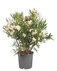 Oleander XXL im Lidl Prospekt Oleander XXL von XXL im aktuellen Lidl Prospekt fĂŒr 17,99 âŹ