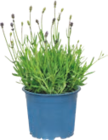 Lavande - GARDENLINE - Aldi Lavande - GARDENLINE à 2,49 € dans le catalogue Aldi