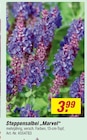 Steppensalbei „Marvel“ für 3,99 € bei toom Baumarkt im Angebot Steppensalbei „Marvel“ im aktuellen toom Baumarkt Prospekt
