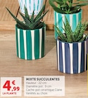 Mixte Succulentes - Super U à Noisy-le-Grand Mixte Succulentes en promo chez Super U Noisy-le-Grand à 4,99 €