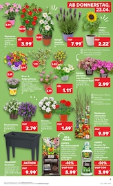 Aktueller Kaufland Prospekt mit Lavendel, "KNÜLLER", Seite 17