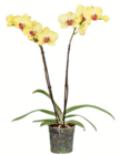 Aktuelle Orchidee Angebote bei toom Baumarkt in Wuppertal Aktuelles Schmetterlingsorchidee Angebot bei toom Baumarkt in Wuppertal ab 9,99 €