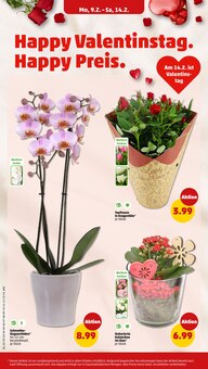 Blumen im Penny Prospekt "Wer günstig will, muss Penny." mit 38 Seiten (Mainz)