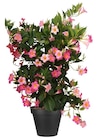 Dipladénia espalier à 34,99 € dans le catalogue Jardiland