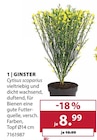 Ginster von  im aktuellen Dehner Garten-Center Prospekt für 8,99 €