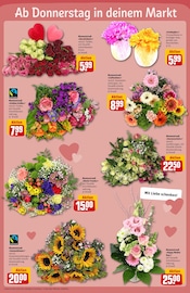 Chrysantheme im REWE Prospekt in Nürnberg Aktueller REWE Prospekt mit Chrysantheme, "Dein Markt", Seite 7
