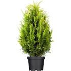 Lebensbaum für 9,99 € bei OBI im Angebot Lebensbaum im aktuellen OBI Prospekt