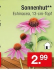 Sonnenhut Angebote bei Zimmermann Lingen für 2,99 €