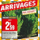 Plante de haie cyprès à Brico Cash dans Beauvoir-sur-Niort