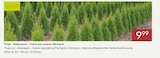 Thuja Ballenware von Kölle im aktuellen Pflanzen Kölle Prospekt