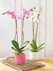 Orchidée Phalaenopsis en promo chez Super U Mulhouse à 12,99 €
