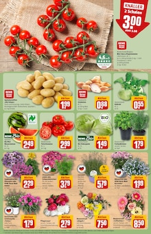 Pflanzen im REWE Prospekt "Dein Markt" mit 30 Seiten (Bielefeld)